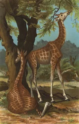 Giraffe